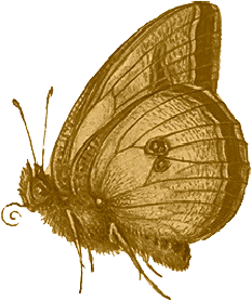 GoldButterfly